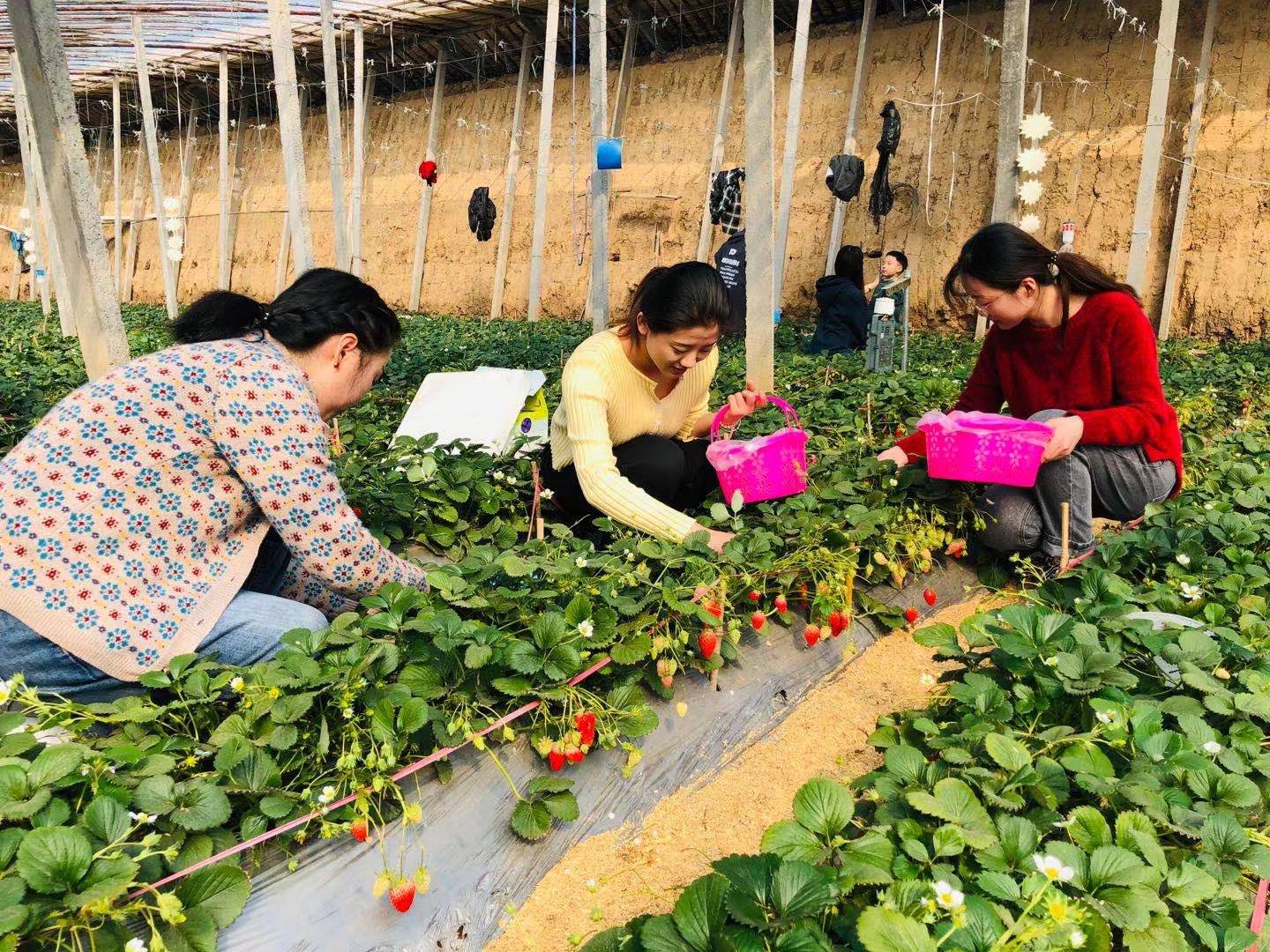 樂享“莓”好時光 | 環球軟件開展“三八婦女節”草莓采摘活動